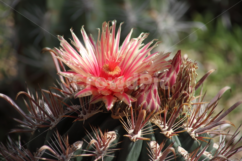 plant,식물,cactus,선인장,flower,호두선인장,식물,자연,plants,nature