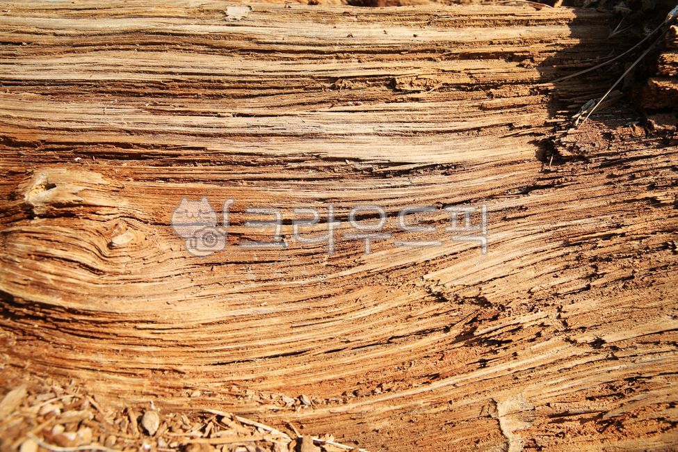 texture,graywood,background,tree,wood