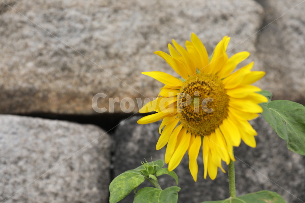 해바라기,꽃,flower,식물,성곽,plant,sunflower
