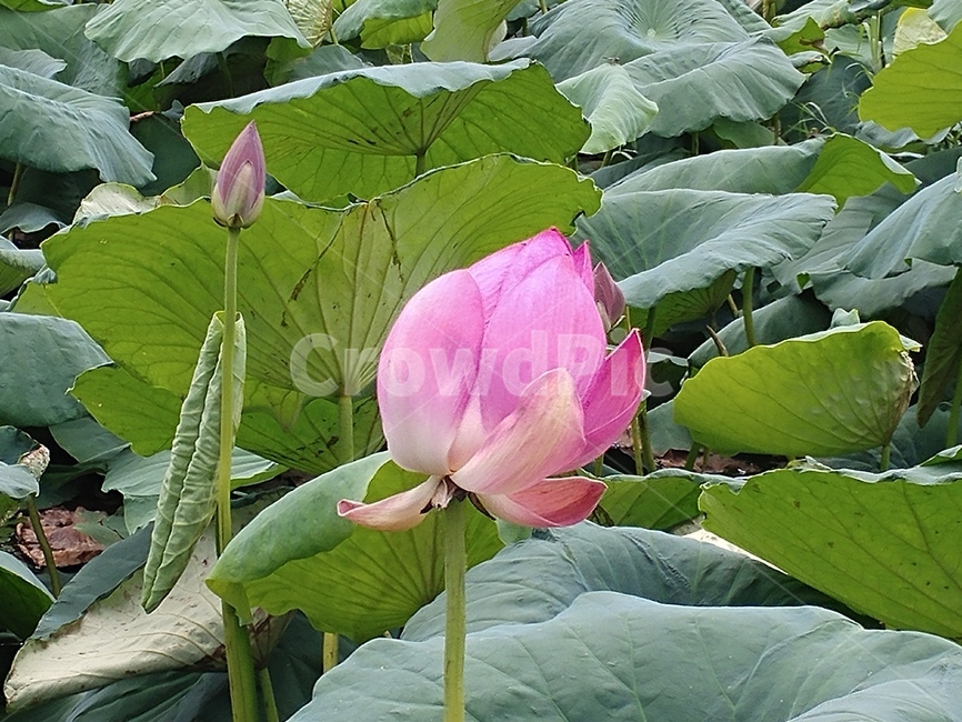 연꽃,수련과,lotus,수련,물풀,수단화