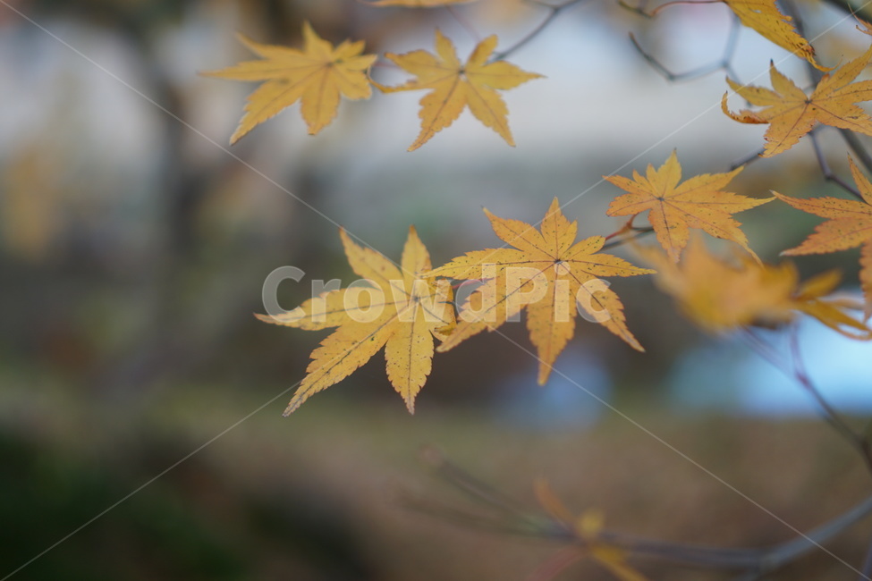 단풍,단풍놀이,가을,낙엽,가을산,힐링,가을,계절,fall,autumn,season,leaf,잎,plant,식물,tree,나무