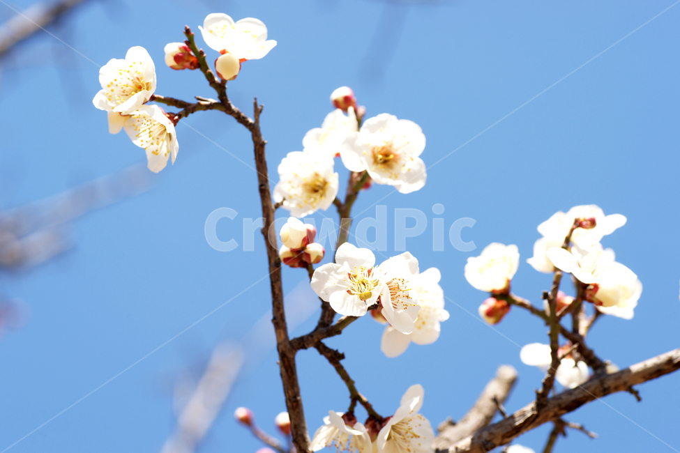 매화,꽃,매실나무,봄,계절,식물,사군자,장미과,봄,계절,spring,season,식물,자연,plants,nature,꽃,flower,plant