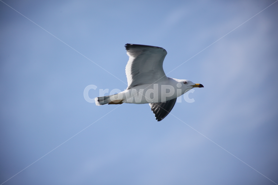 갈매기,바다새,대형조류,commongull,mewgull,laruscrassirostris,괭이갈매기,동물,animal,조류,새,birds