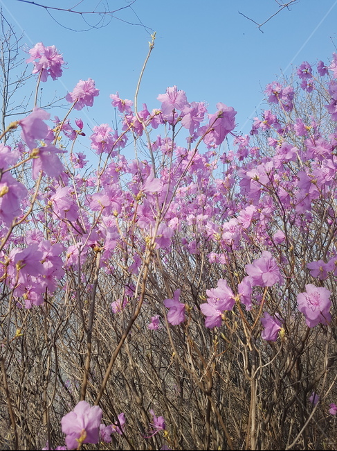 plant,식물,진달래,진달래꽃,봄꽃,식물,자연,plants,nature,꽃,flower