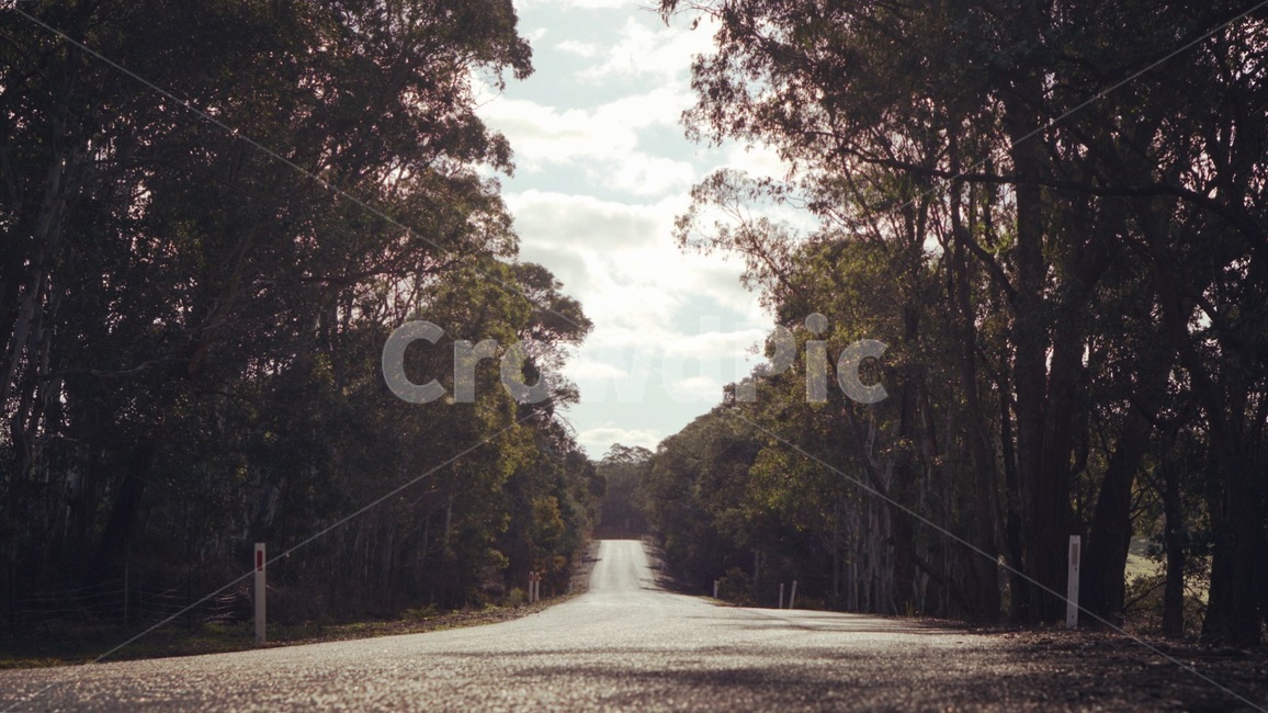 길,숲속길,나무사이길,나무,도로,자연,풍경,nature,landscape,road,tree,plant,식물