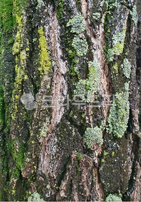 green moss,green,nature,Moss,tree,brown,moss,tree bark,bark,plant,wood