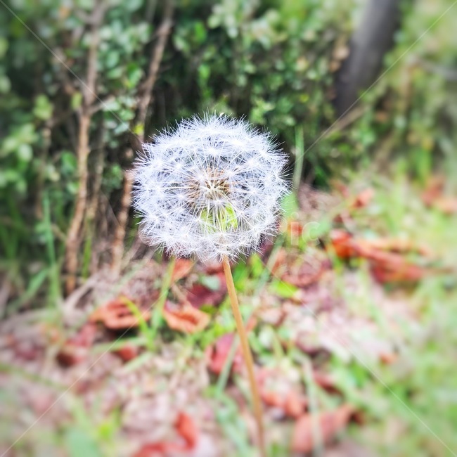 민들레,민들레꽃,flower,꽃,blossom,plant,식물