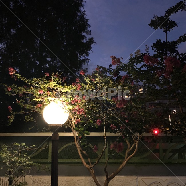 가로등,빛,불빛,오후,신호등,나무,꽃,배경,녹색,야경,밤,풍경,nightscape,night,landscape,식물,자연,plants,nature,outdoors,옥외