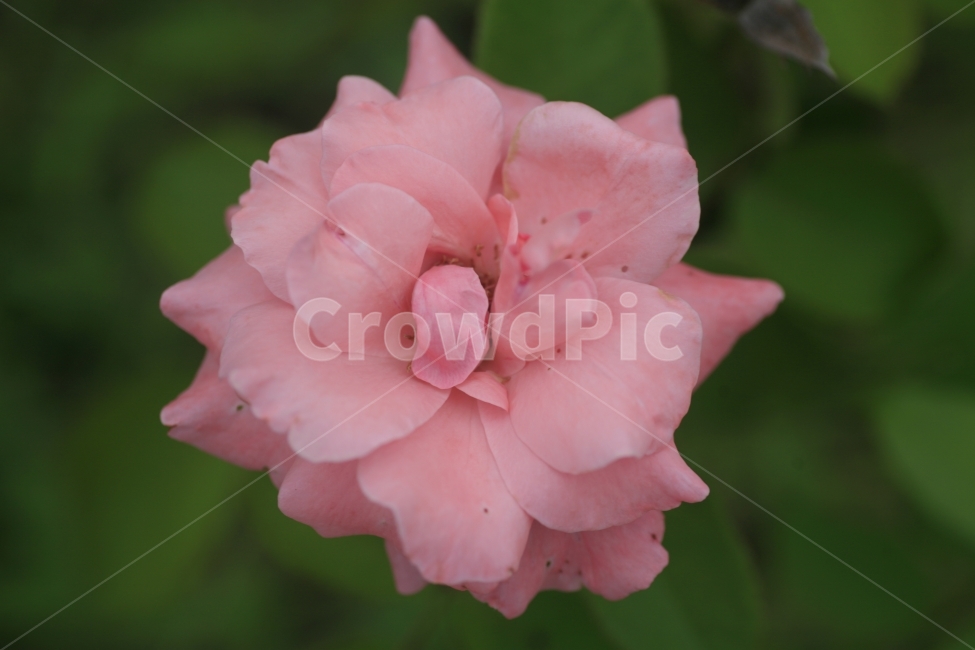 장미,분홍장미,분홍색,식물,수목원,여름,자연,꽃,식물,자연,plants,nature,꽃,flower