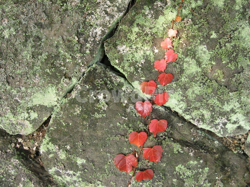 plant,식물,꽃잎,petal,이끼