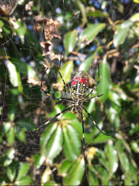 무당거미,절지,동물,a silk spider,nephila clavata,무당갈거미,거미,곤충,벌레,insect,bug