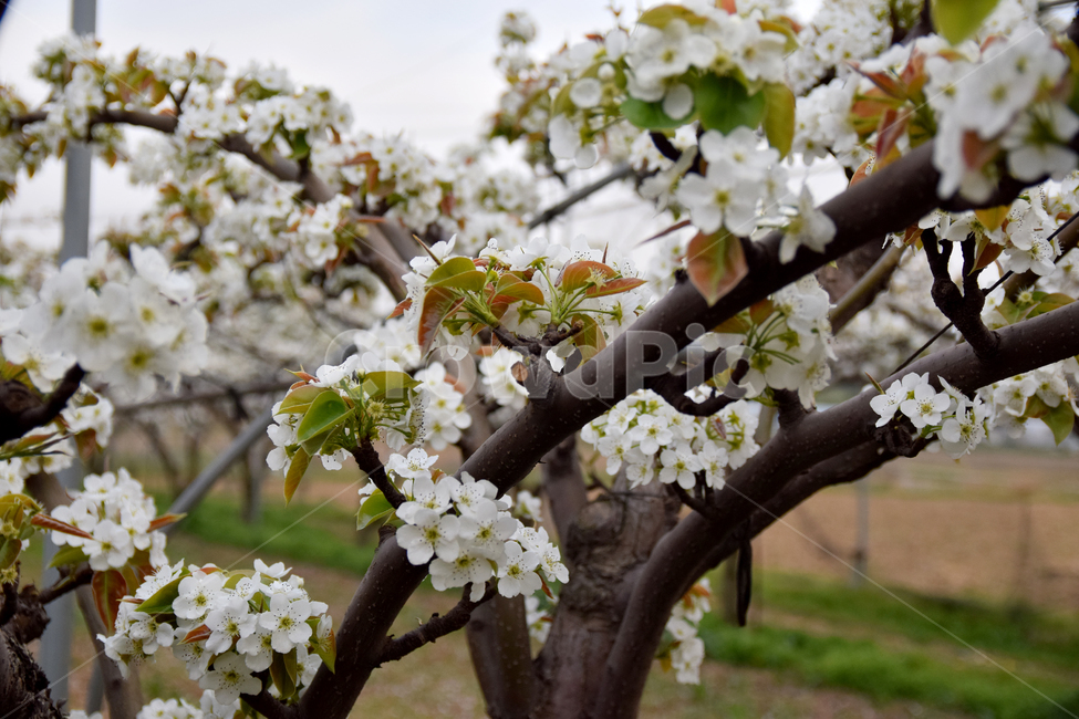 배,배꽃,흰꽃,배나무,하얀꽃,pear,peartree,pearflower,flower