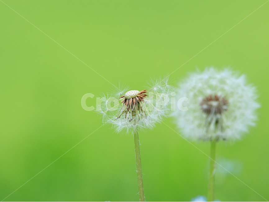 봄,민드레홀씨,꽃,자연,초록색,봄,계절,spring,season,식물,자연,plants,nature,꽃,flower,plant,blossom