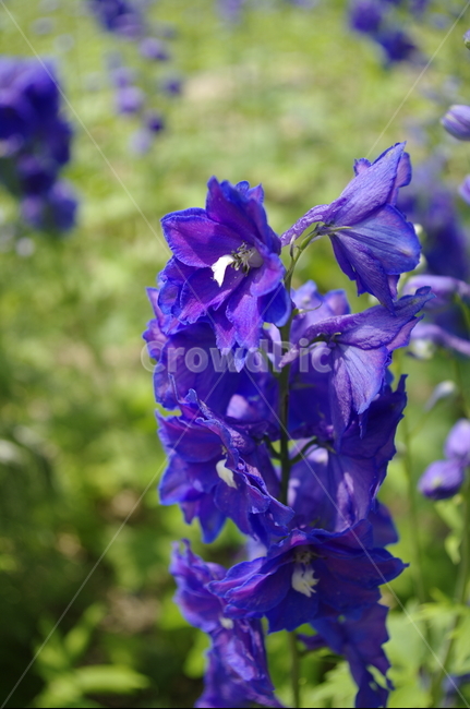 꽃,flower,식물,plant,계절,봄,spring,식물,자연,plants,nature,꽃,flower