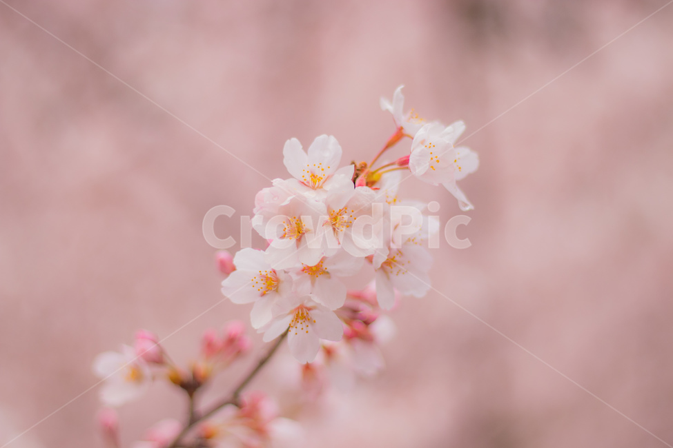 벚꽃,꽃,흰색,색감,식물,봄,계절,spring,season,plant,blossom,flower