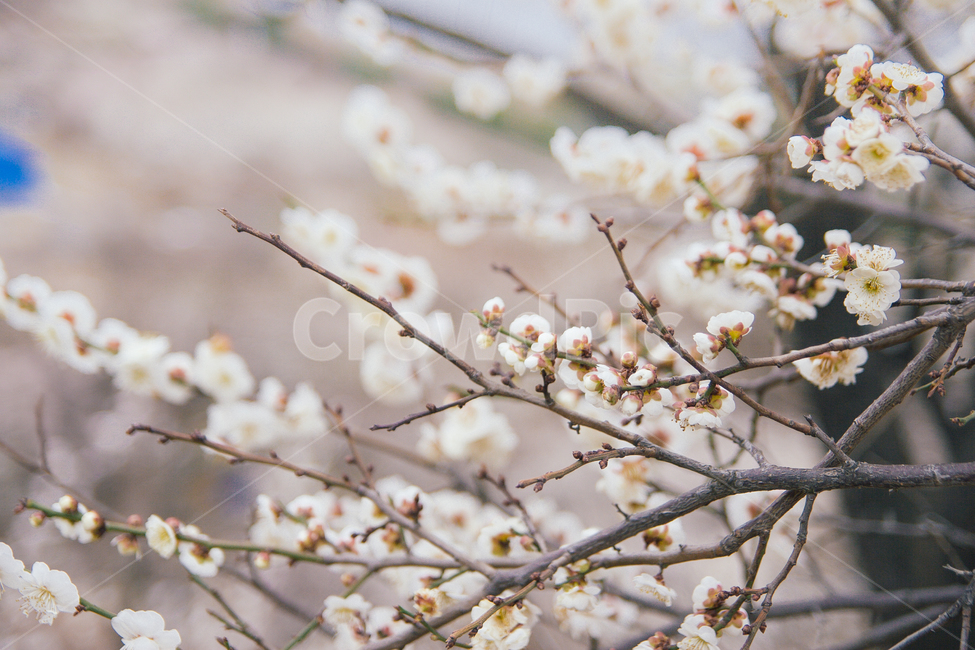 spring,spring flowers,plum blossom,flower