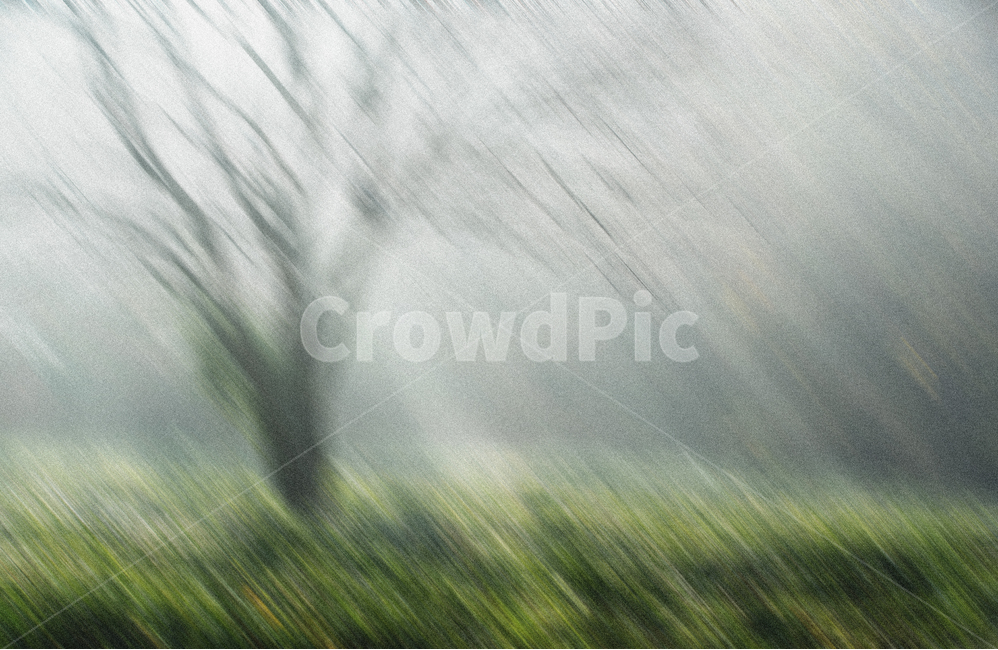 가을,빛내림,나무,이미지,추상,자연,풍경,nature,landscape,plant,식물,grass,잔디