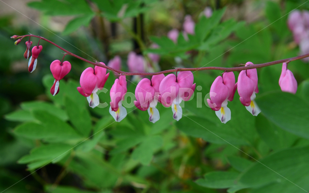 금낭화,정원화,연분홍꽃,예쁜꽃,plant,식물,flower,blossom,꽃,acanthaceae,아름다운꽃,분홍색꽃,푸른색,붉은꽃,봄꽃,야생화,들꽃,식물도감,화분,들풀,하포목단,며느리주머니,며눌취,다년생풀,여러해살이풀,화원,꽃집,플라워,핑크색,핑크빛,핑크꽃,식물,자연,plants,nature,꽃,flower