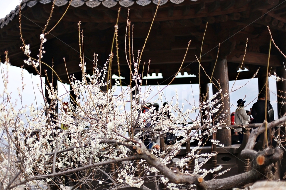 하동,매화,매화마을,매화축제,매화꽃,flower,꽃,hadong,봄,계절,spring,season,사람들,대중,군중,other people,crowd