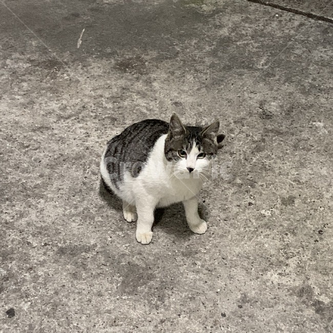 animal,고양이,pet,동물,cat