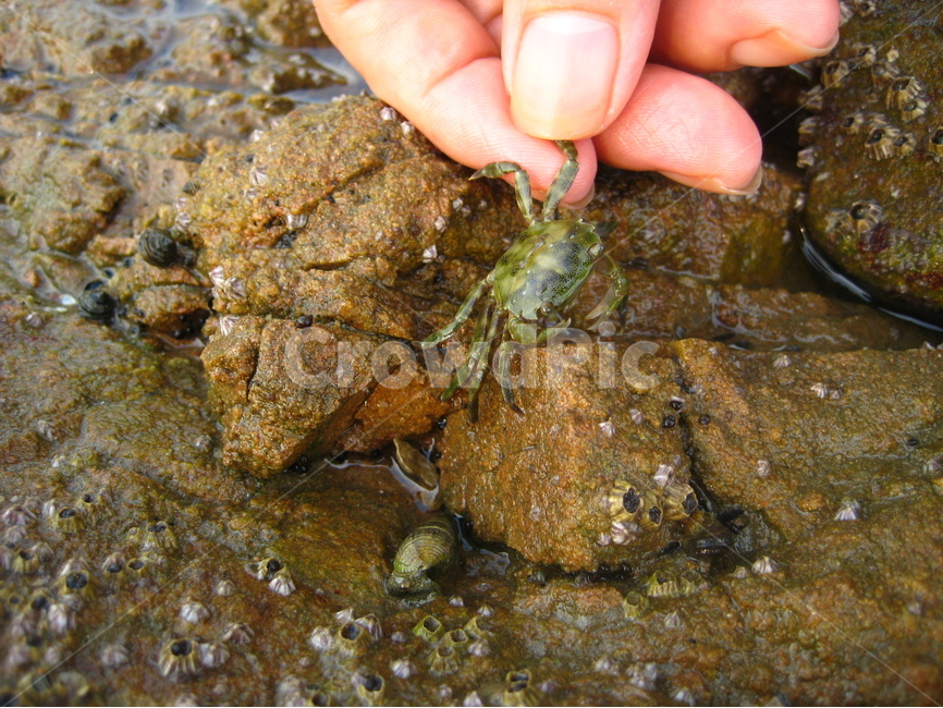 자연,nature,sea,바다,water,게,여름,summer,휴가,vacation,사람,인물,인간,human,person,신체일부,몸,body