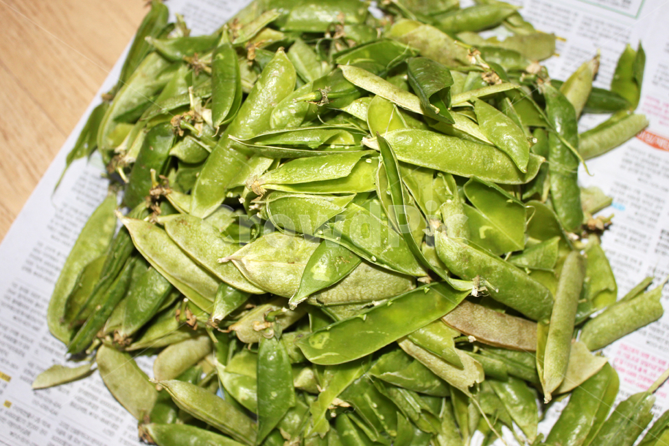 식물,콩깍지,야채,vegetable,plant