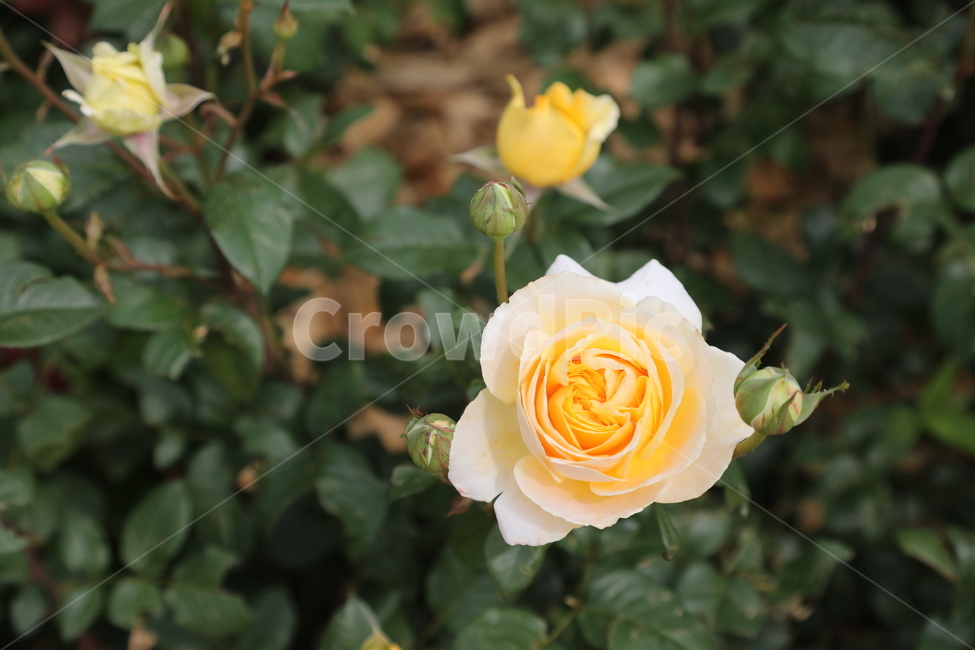 올림픽공원,장미정원,장미,꽃,여름,공원,정원,식물,자연,plants,nature,꽃,flower