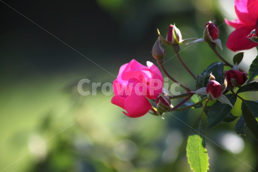 장미,꽃,식물,정원수,rose,식물,자연,plants,nature,꽃,flower