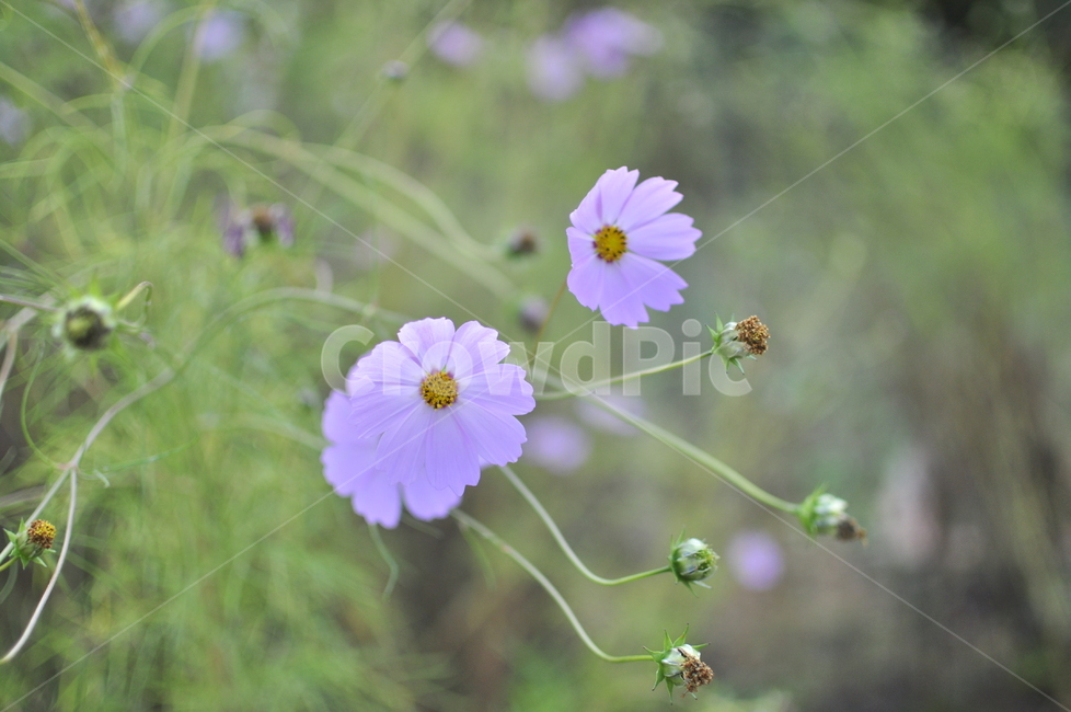 코스모스,꽃,가을,flower,식물,나들이,등산,식물,자연,plants,nature,꽃,flower