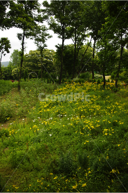나무,숲,식물원,꽃,자연,color,nature,자연,풍경,nature,landscape,grassland,목초지,field,들,outdoors,옥외