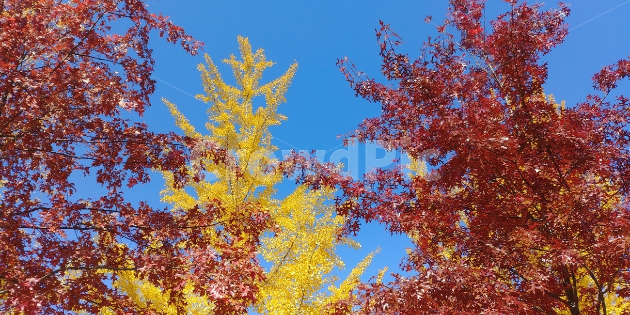 단풍,은행,단풍나무,은행나무,가을,하늘,가을하늘,가을,계절,fall,autumn,season,plant,식물,leaf,잎,tree,나무,maple
