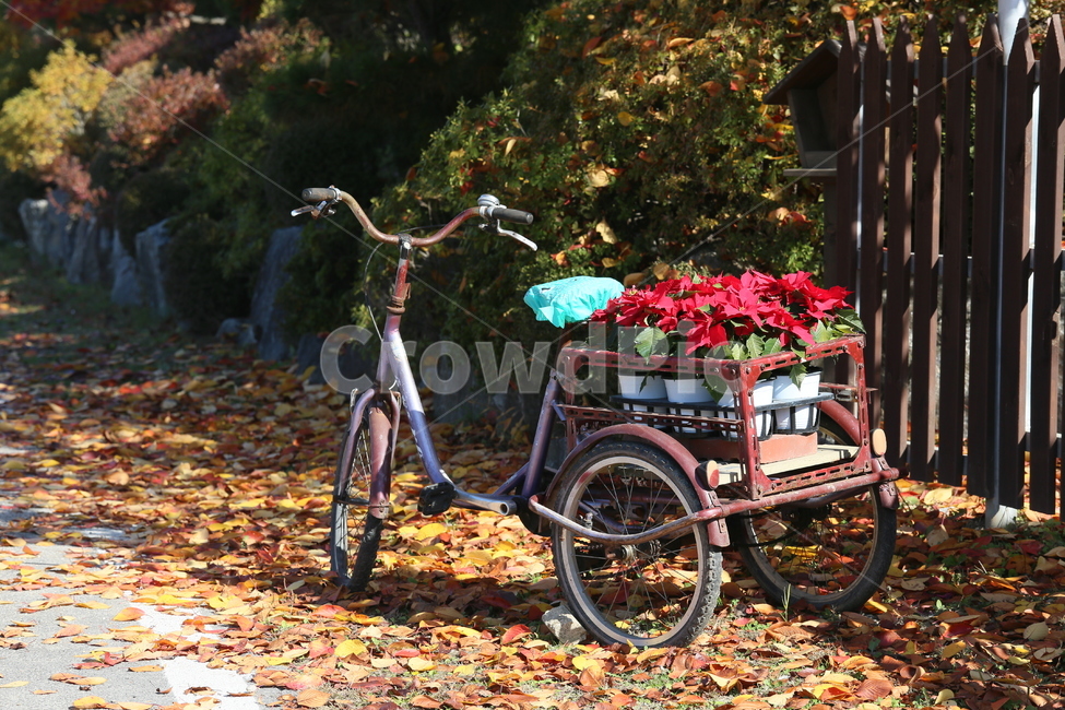 bike,자전거,bicycle,단풍,풍경,가을,계절,fall,autumn,season,transportation,교통,vehicle,차량