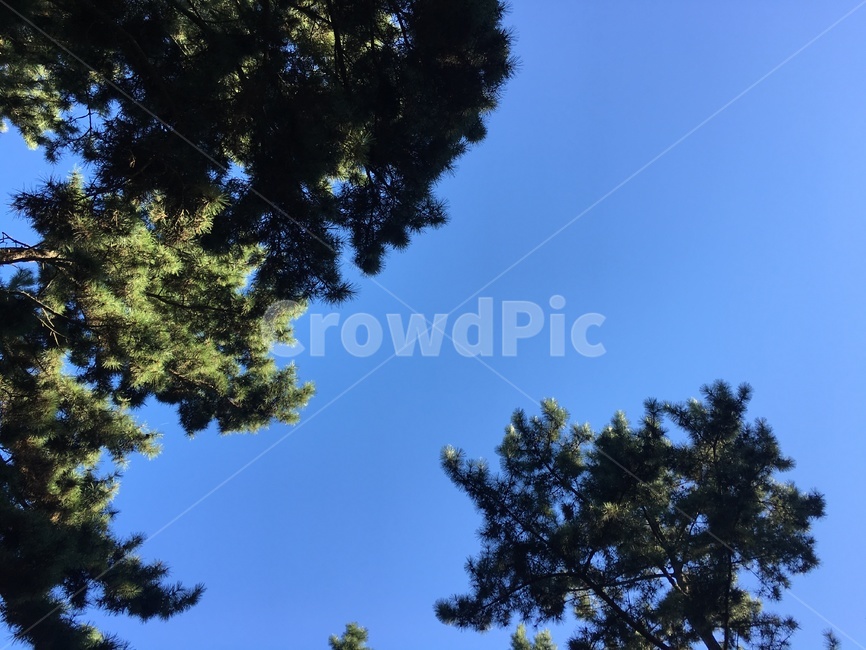 자연,나무,하늘,경치,파란하늘,경관,sky,자연,풍경,nature,landscape,tree,plant,식물,fir,전나무