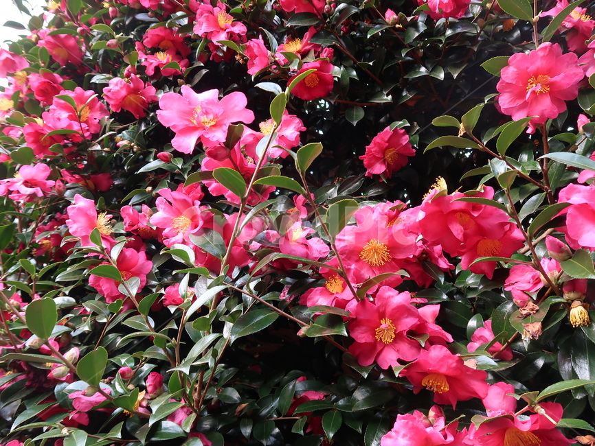 동백,동백꽃,제주,제주도,꽃,감성,감성사진,flower,camelia,카멜리아,봄