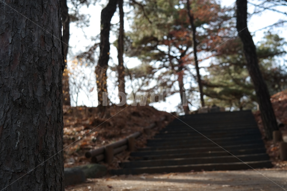 나무,아웃포커싱,trees,tree,낙엽,나뭇잎,소나무,떨어진잎,길,공원,park,가을,계절,fall,autumn,season,자연,풍경,nature,landscape