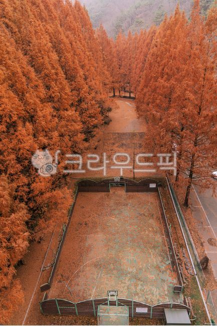 foliage,nature,tree,autumn,bridge,metasequoia