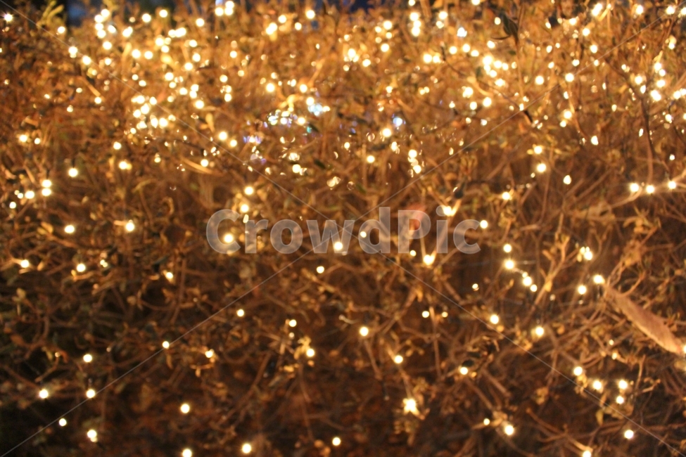 빛,조명,전구,나무,감성,야경,밤,풍경,nightscape,night,landscape,감성,sensible,feeling,ornament,장식,plant,식물,tree,christmas tree,크리스마스 트리,light