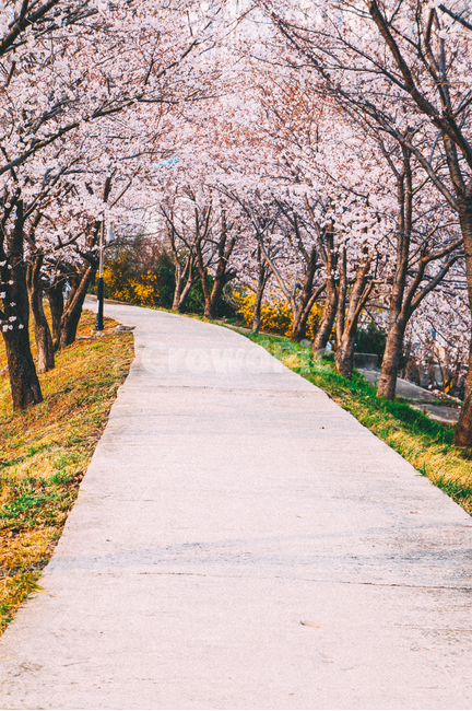 벚꽃,봄,길,자연,산책,봄,계절,spring,season,자연,풍경,nature,landscape,plant,식물,flower,꽃,blossom