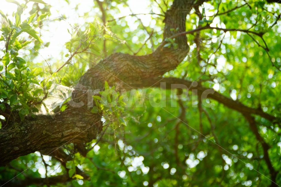 나무,할레이션,나뭇가지,자연,잎,휴식,힐링,rest,relaxation,healing,식물,자연,plants,nature