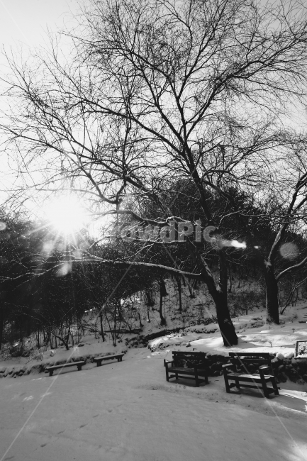 겨울,흑백,흑백나무,흑백눈,안식처,겨울,계절,winter,season,자연,풍경,nature,landscape,흑백,모노톤,monochrome,black and white,flare,플레어,light,빛,bench,벤치