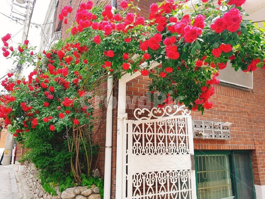 장미,장미꽃,장미덩쿨,rose,길