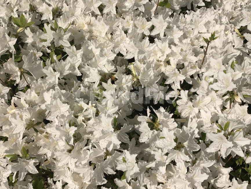 철쭉,개꽃나무,연달래,참철쭉,철죽꽃,철쭉나무,진달래과,낙엽활엽관목,흰철쭉,개꽃,독성,나무,식물,꽃,흰꽃,Flower,식물,자연,plants,nature,꽃,flower