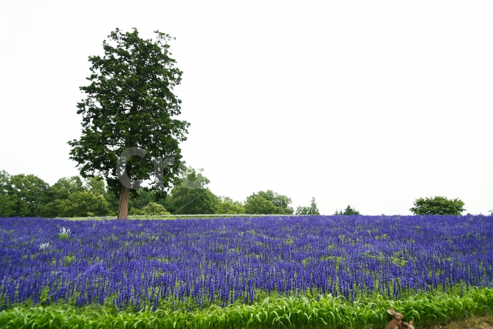 꽃,나무,남색꽃,토끼,꽃밭,초록,자연,풍경,nature,landscape,plant,식물