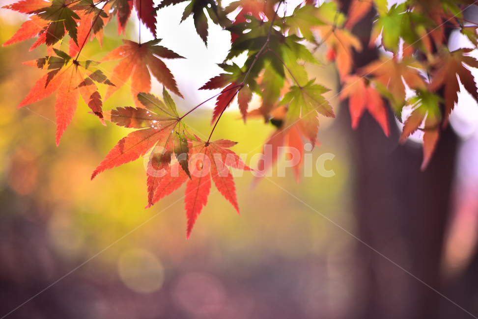 가을,단풍,단풍잎,보케,빛망울,플레어,flare,bokeh,가을분위기,가을감성,감성풍경,감성사진,느낌,필링,feeling,emotional,sensible,가을배경,계절,시즌,autumn,fall,background,maple,outdoor,야외,옥외,아웃도어,자연,배경,바탕,백그라운드,환경,tree,plant,leaf,natural,environment,forest,단풍숲,힐링,healing,잎,낙엽,빨강색,노랑색,red,yellow,colorful,칼라풀,컬러풀,오색찬란,가을,계절,fall,autumn,season,식물,나무