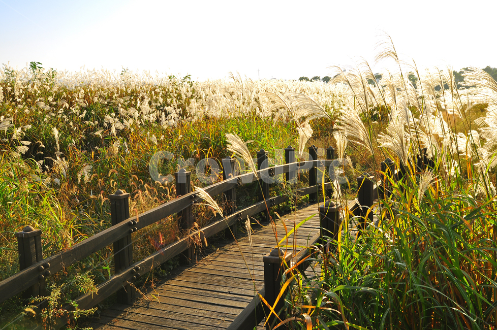가을,억새밭,들풀,들꽃,야생화,시즌,계절,10월,11월,가을분위기,가을느낌,season,fall,autumn,맑음,청명,sky,구름,바람,억새풀,한국적,푸른하늘,드높은,방향,야외,들판,늦은오후,다리,아치,나무다리,분위기,emotion,sensible,feeling,억새축제,가을,계절,fall,autumn,season,자연,풍경,nature,landscape,bridge,boardwalk,산책로,building,건물,plant,식물