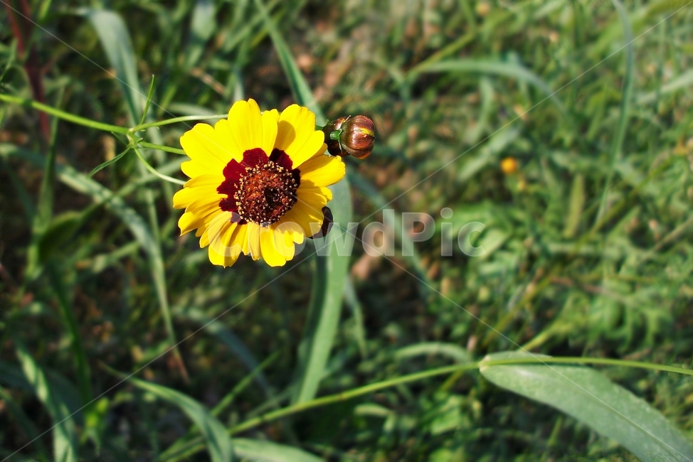 기생초,꽃,노랑,goldencreopsis,식물,자연,화려한색,관상용,야생화,국화과