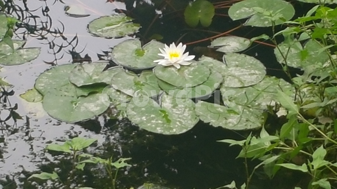 자연,연못,수련,꽃,연꽃,식물