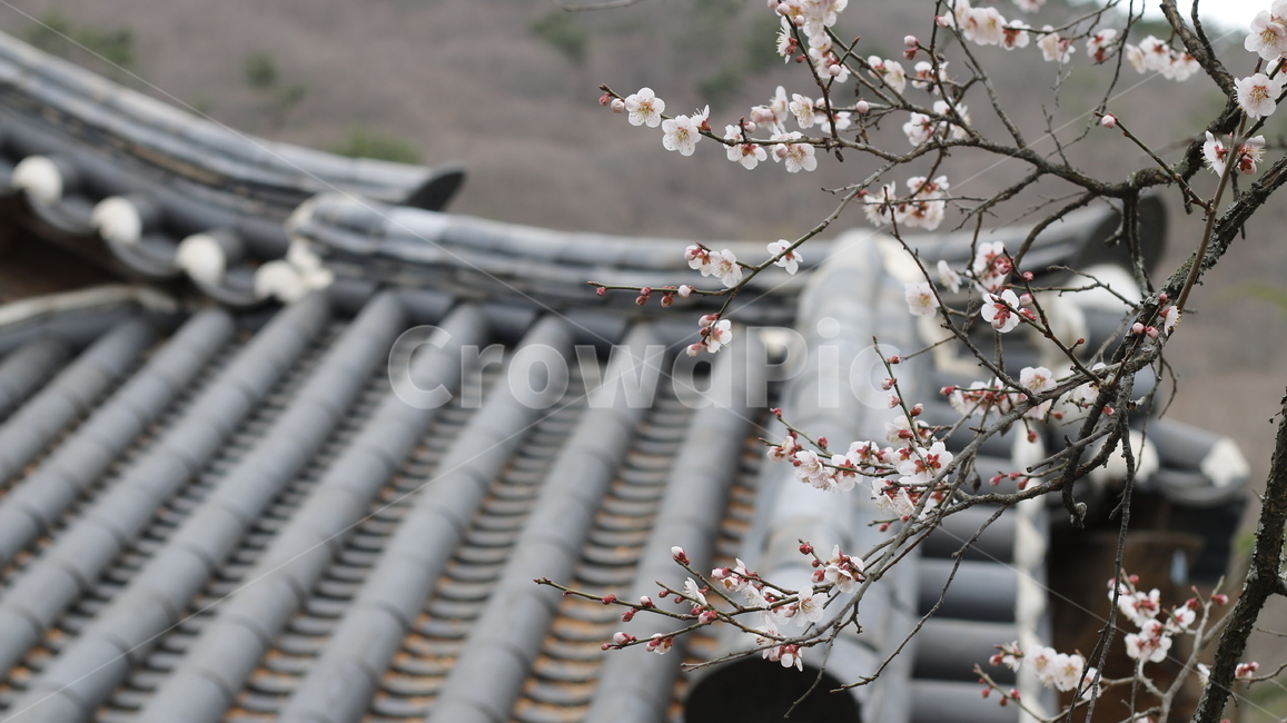 순천,선암사,매화,절,봄,봄꽃,기와,지붕,봄,계절,spring,season,한국전통,한국문화,korean traditional,korean culture,건축물,건물외관,exterior,building,structure,architecture,construction