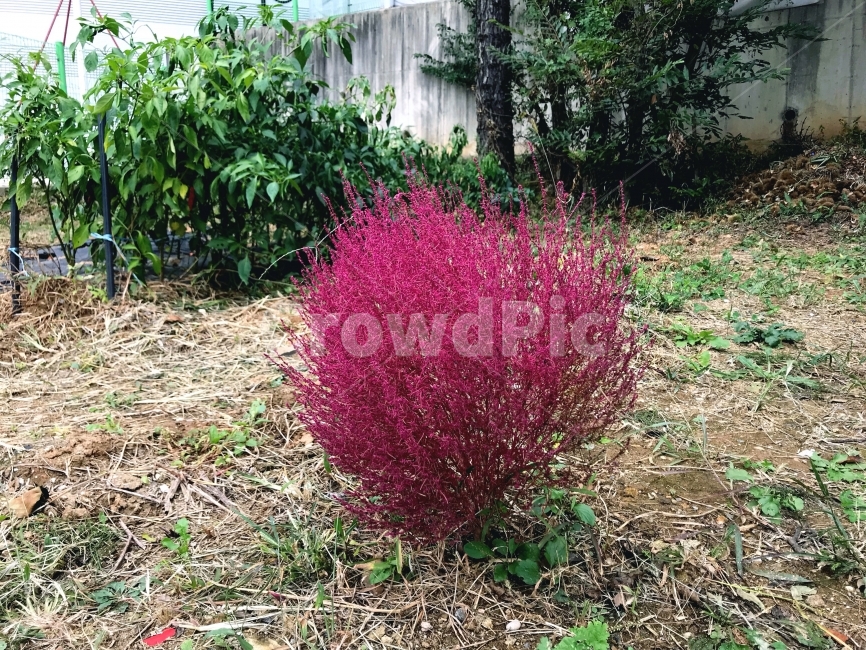 나무,핑크나무,자연,Tree,Pink,Nature,식물,자연,plants,nature