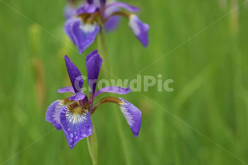꽃,자연,붓꽃,제비붓꽃,초록,보라,flower,nature,aflag,green,purple,식물,자연,plants,nature,꽃,flower